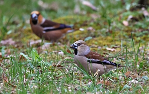 IMG_5825_1.jpg