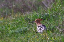IMG_6478_1.JPG