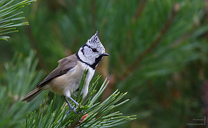 IMG_6576_1~0.JPG