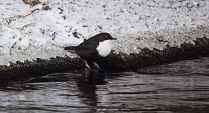 IMG_8267_1.JPG