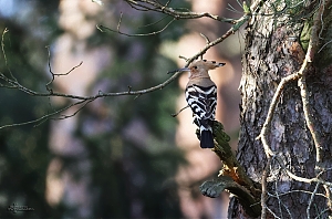 IMG_9675_1.JPG