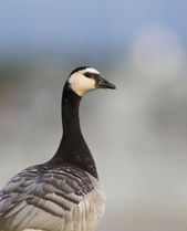 Bestandsnaam=8523.jpg
Bestandsgrootte=88KiB
Afmetingen = 807x1000
Datum toegevoegd = 13 jan 2014 8523.jpg