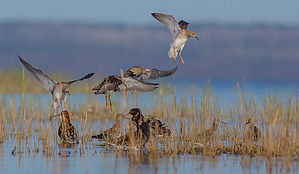 IMG_3017-2.jpg