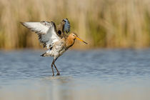 _DSC1811-Edit.jpg