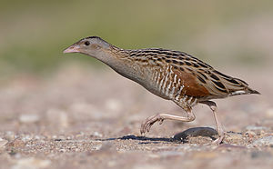 RE1_2086_5.jpg