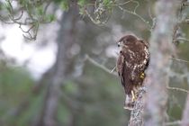 buteo_buteo~0.jpg