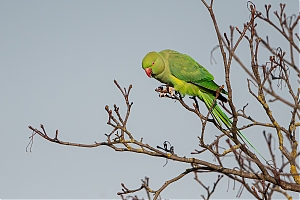 Failo pavadinimas=DSC_2983-2~0.jpg
Failo dydis=392KiB
Dydis=1200x800
Įkėlimo data=Kov 08, 2026 DSC_2983-2~0.jpg