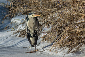 _DSC1177-2.jpg