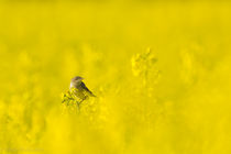Bestandsnaam=_DSC6101-2.jpg
Bestandsgrootte=62KiB
Afmetingen = 1200x800
Datum toegevoegd = 01 jun 2015 _DSC6101-2.jpg