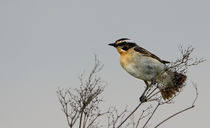 _DSC7646.jpg