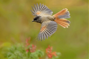 Failo pavadinimas=_DSC1336_-jpg-2.jpg
Failo dydis=588KiB
Dydis=1400x933
Įkėlimo data=Gru 11, 2025 _DSC1336_-jpg-2.jpg