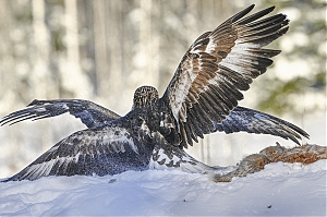 Bestandsnaam=_DSC7320_-jpg-2.jpg
Bestandsgrootte=647KiB
Afmetingen = 1400x933
Datum toegevoegd = 17 feb 2026 _DSC7320_-jpg-2.jpg