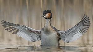 Ausuotasis_kragas_28Podiceps_cristatus29_3.jpg