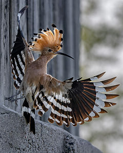 Hoopoe_1.jpg