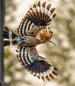 Hoopoe_2.jpg