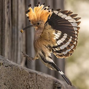 Hoopoe_3.jpg