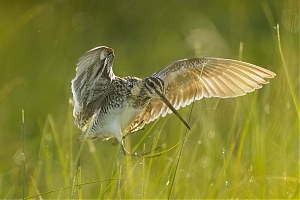 Perkuno_ozelis__Gallinago_gallinago_1.jpg