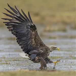 White-tailed_eagle_1.jpg