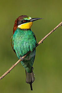 Merops_apiaster__1_2_15.jpg