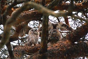 Tawny_owl_baby.jpg