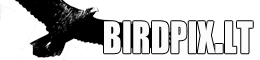 Birdpix logo
